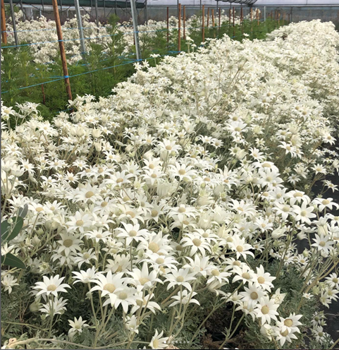 East Coast Wildflower Enrichment & Workshop