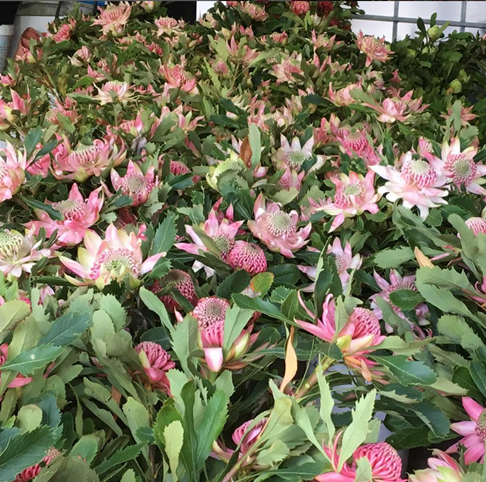 East Coast Wildflower Enrichment & Workshop